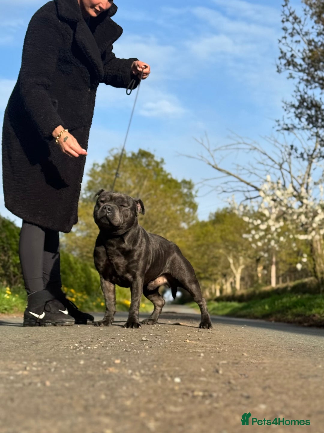 Staffordshire Bull Terrier dogs for sale: Quality Black to blue Staffordshire bull terrier - Image 19