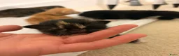 Mixed Breed cats for sale: 3 male 3 female cute kittens - Advert 9