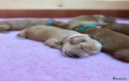 Goldendoodle dogs for sale: Stunning F2B Goldendoodles - Image 33