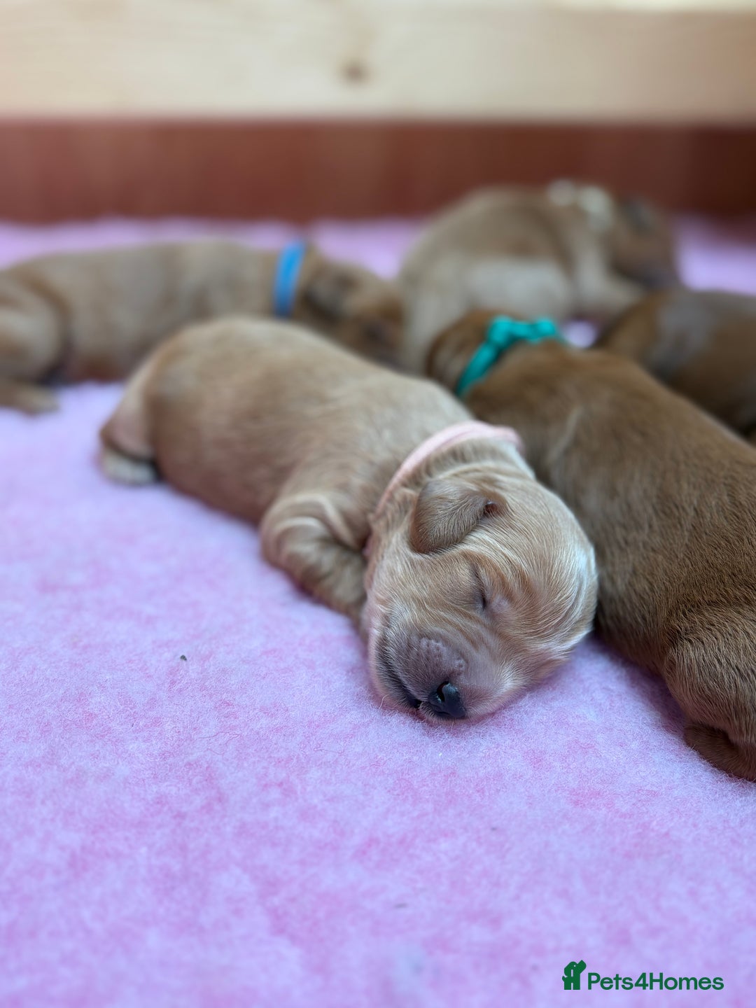 Goldendoodle dogs for sale: Stunning F2B Goldendoodles - Image 33