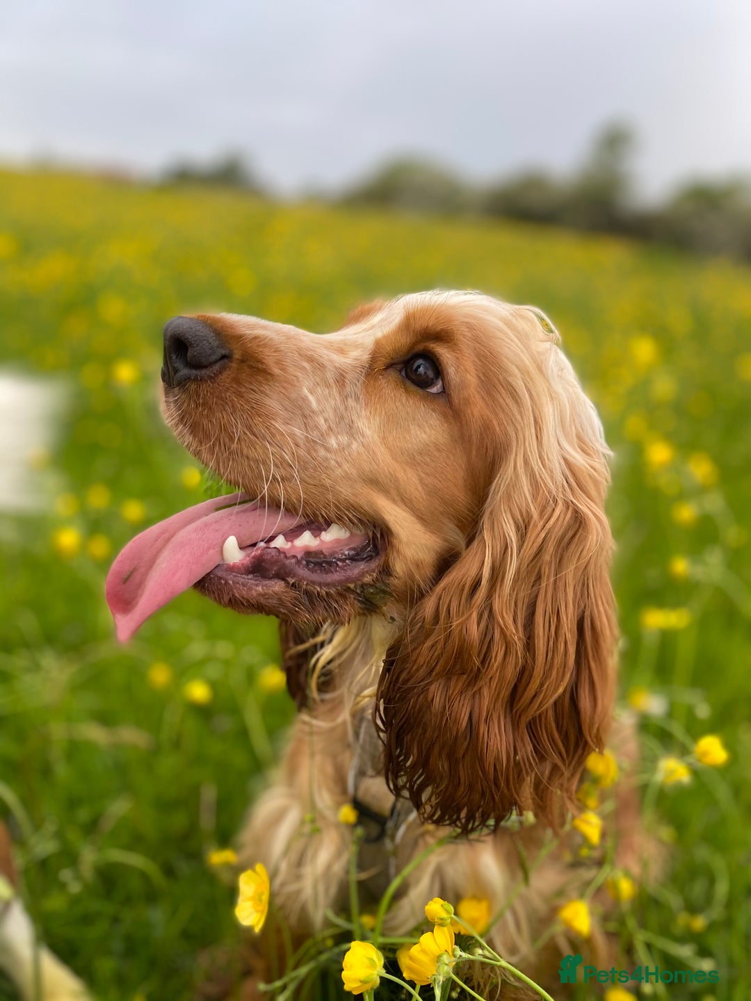 Cocker Spaniel dogs for sale: Exceptional Health Tested Show Cocker Spaniel - Advert 10