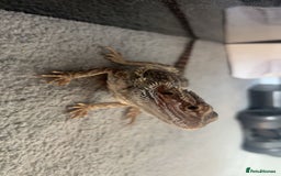 Bearded Dragon reptiles for sale: 9 month old bearded dragon for sale with vivarium - Image 3