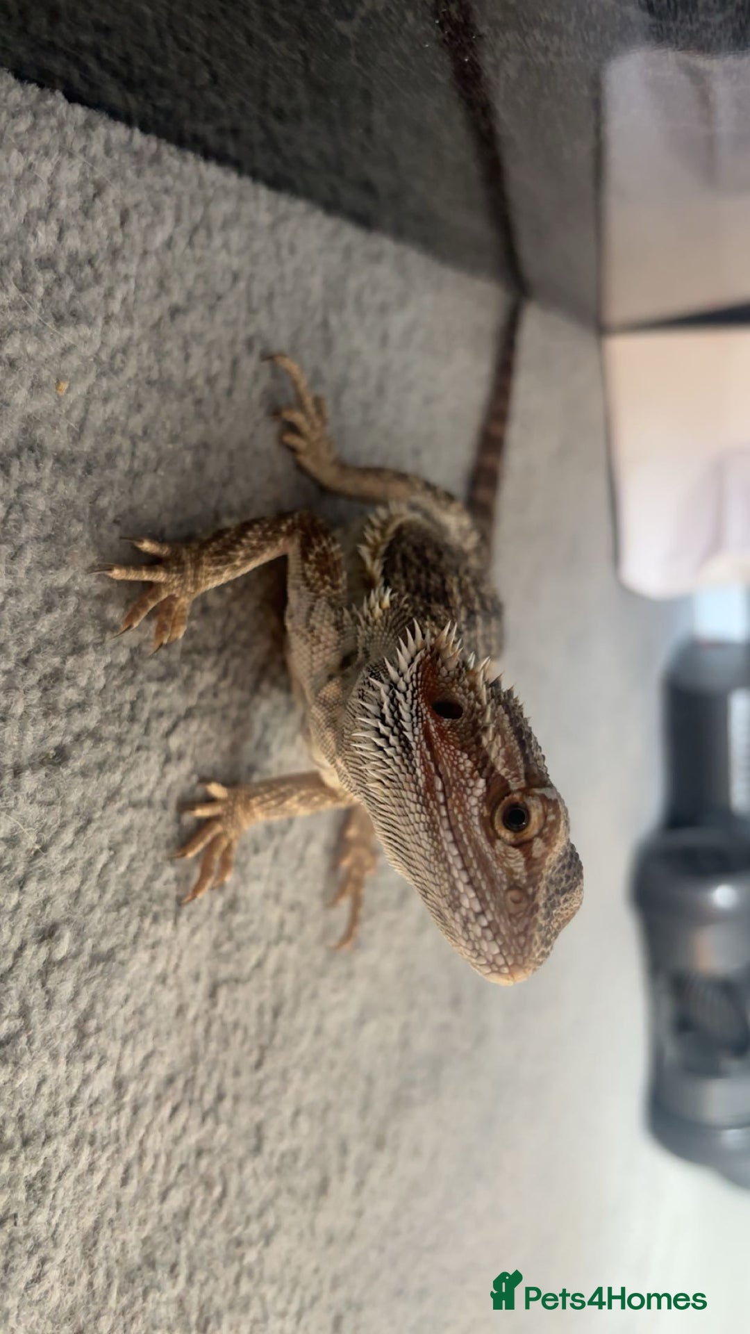 Bearded Dragon reptiles for sale: 9 month old bearded dragon for sale with vivarium - Image 3