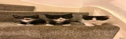 Domestic Shorthair cats for sale: Amazing kittens  in London - Advert 6