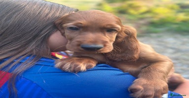 Irish Setter dogs - Advert 3