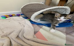 Toyger cats for sale: Kittens - Image 2