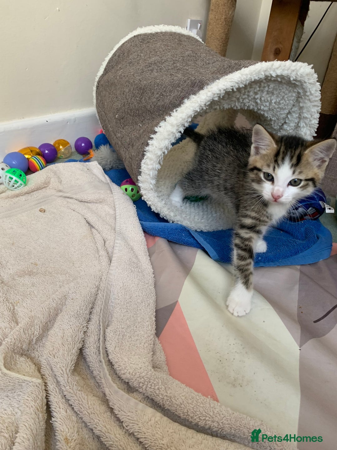 Toyger cats for sale: Kittens - Image 2