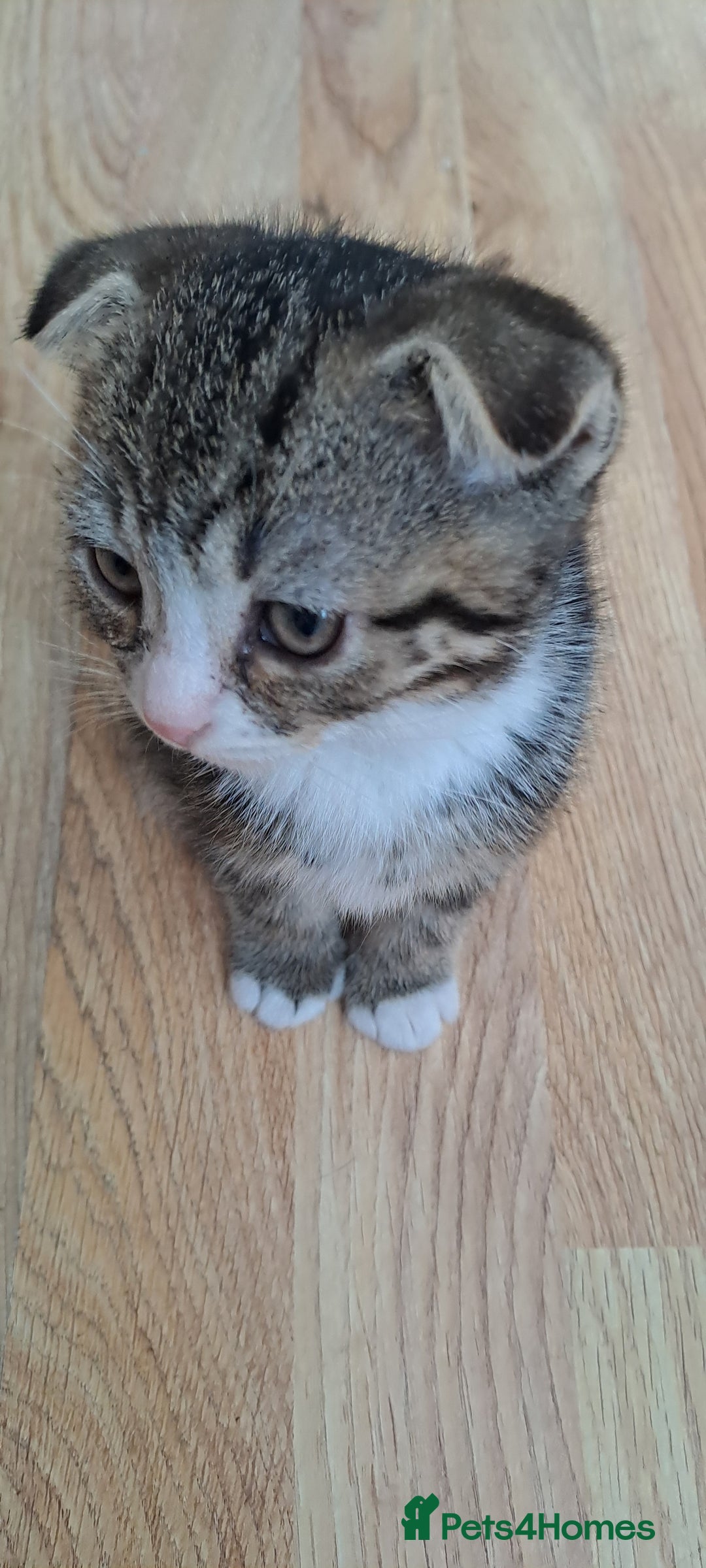 Scottish Fold cats for sale: Scottish fold/straight kittens and their mum - Image 8