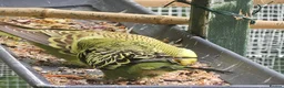 Budgerigars birds for sale: exhibition Budgies, - Advert 9