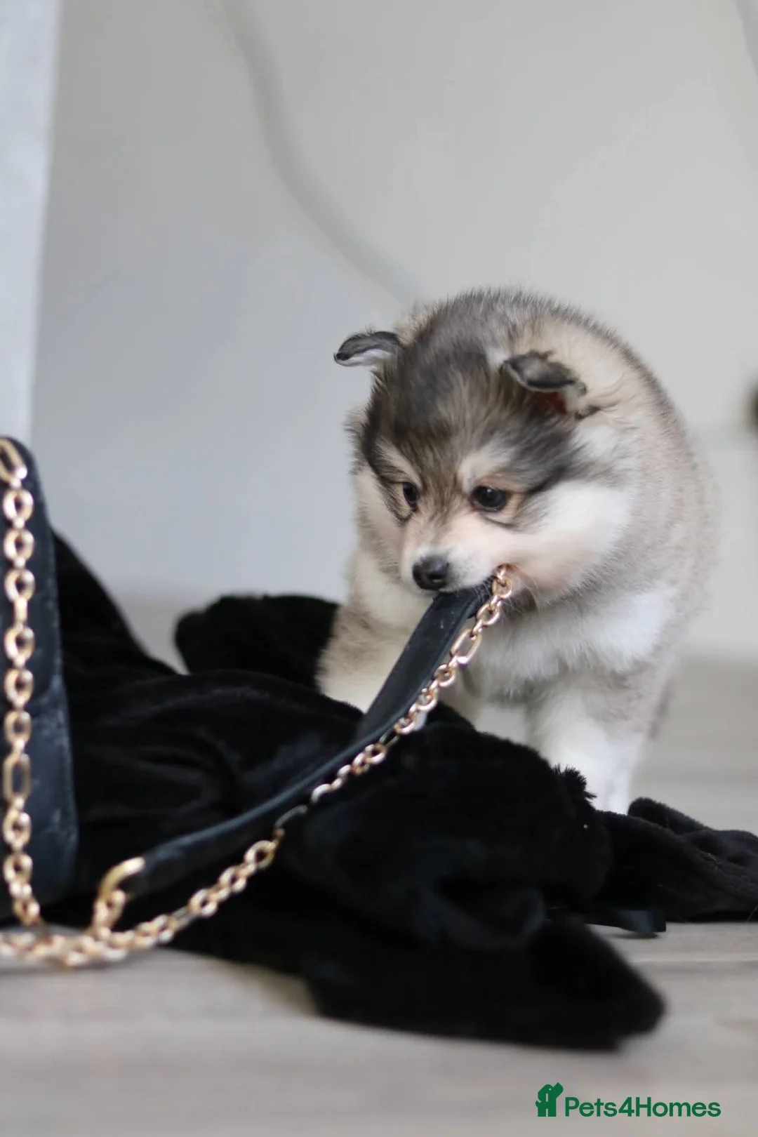 Pomsky dogs for sale: ALASKAN KLEE KAI MALE - Advert 14