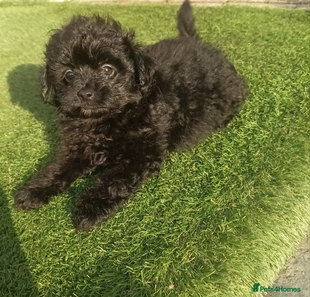 Pomapoo dogs for sale: Adorable pomapoo puppies. - Advert 1