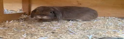 Mini Lop rabbits for sale: Mini lops ready to reserve  - Advert 2