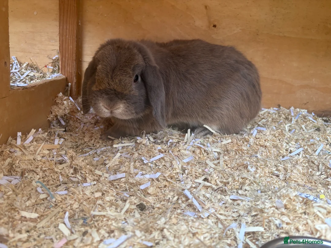 Mini Lop rabbits for sale: Mini lops ready to reserve  - Advert 2