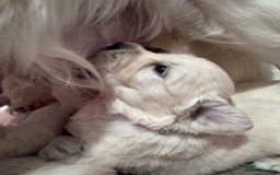 Golden Retriever dogs for sale: Adorable KC Reg Golden Retriever Puppies - Image 9