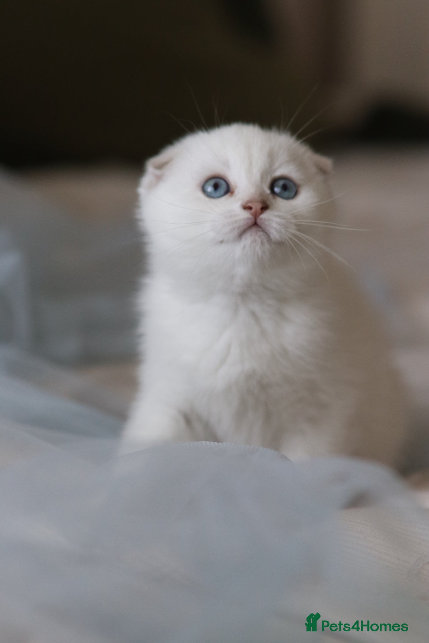 Scottish Fold cats Scottish fold  - Advert 8