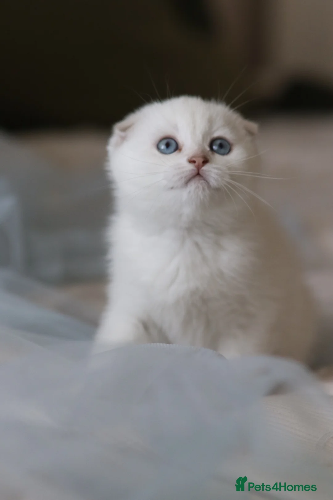 Scottish Fold cats for sale: Scottish fold  - Advert 2