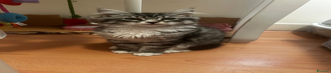 Siberian Kitten 1