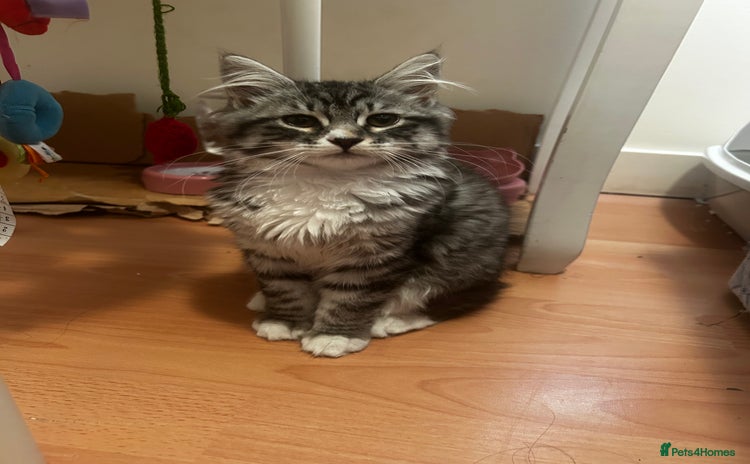 Siberian cats - Advert 2