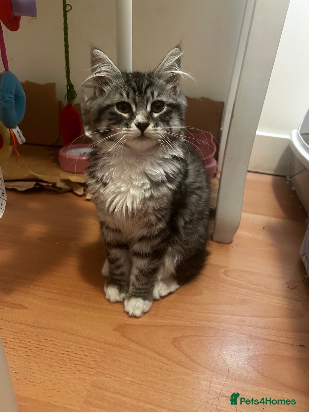 Siberian cats for sale: Sweet 4month Siberian Kitten Snow Needs New Home  - Image 1