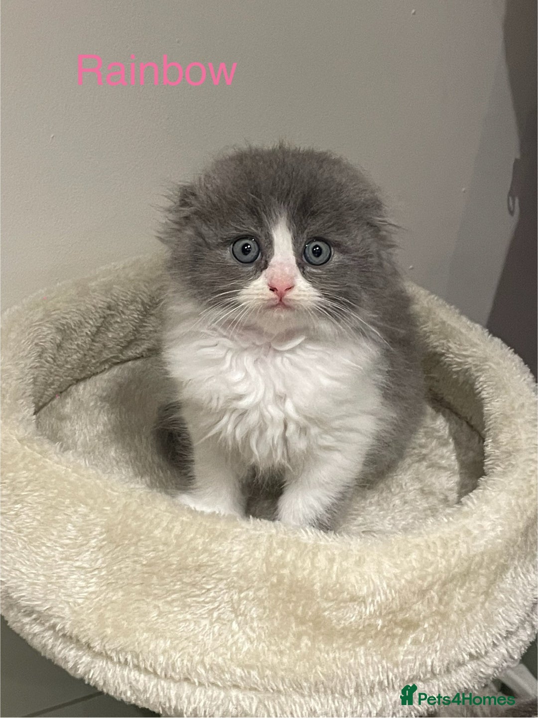 Ragdoll cats for sale: Exquisite, truly unique Ragdolls & Ragfold kittens - Advert 24