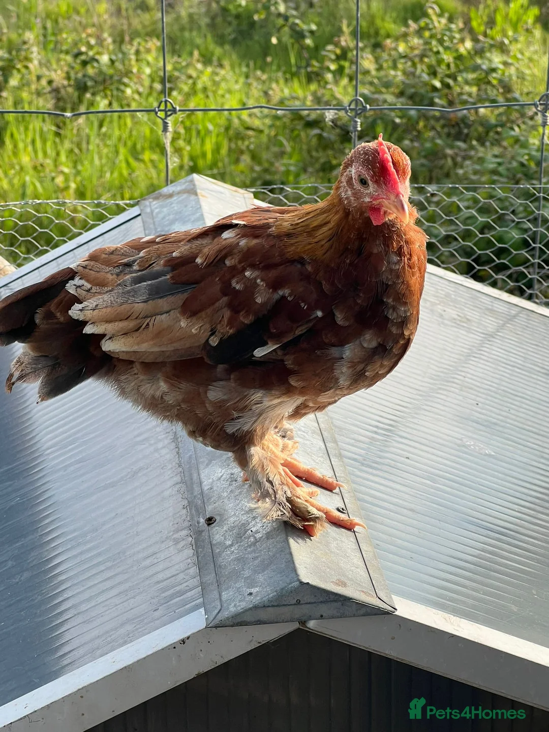 Chickens poultry for sale: Mixed selection of hybrids  in Southampton - Advert 2