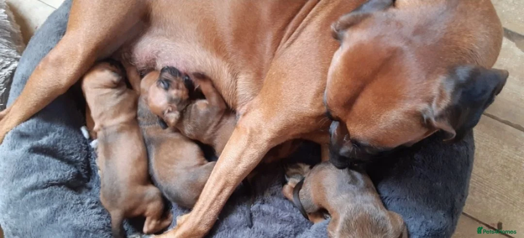 Rhodesian Ridgeback dogs for sale: Gentlemen of the Savanna. - Advert 1