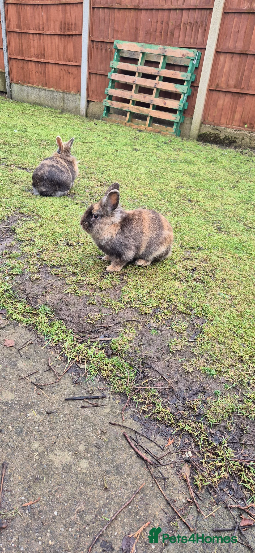 Mixed Breed rabbits for sale: Male rabbit - Advert 3