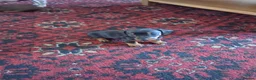 Dachshund dogs for sale: Dacshund  - Advert 16