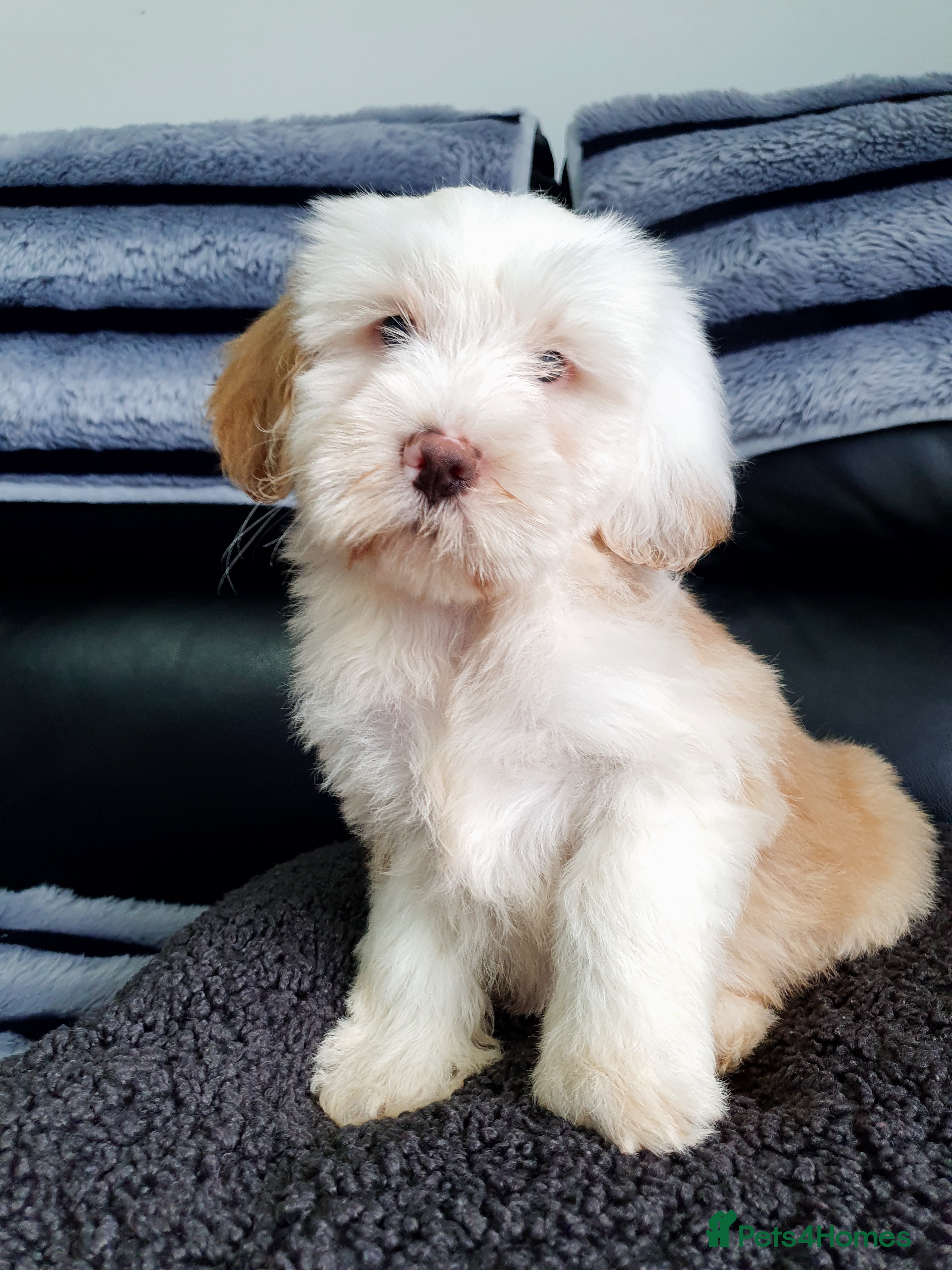 Tibetan Terrier dogs Tibetan terriers  - Advert 3