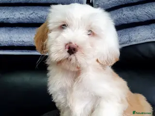 Tibetan Terrier dogs Tibetan terriers - Advert 3