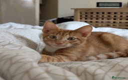 Mixed Breed cats for sale: GORGEOUS ginger and white tabby kitten to go ASAP - Image 2