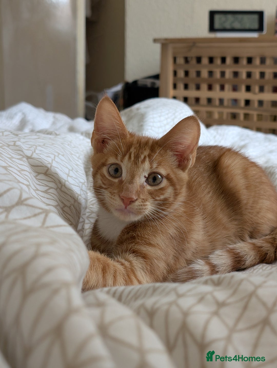 Mixed Breed cats for sale: GORGEOUS ginger and white tabby kitten to go ASAP - Image 2