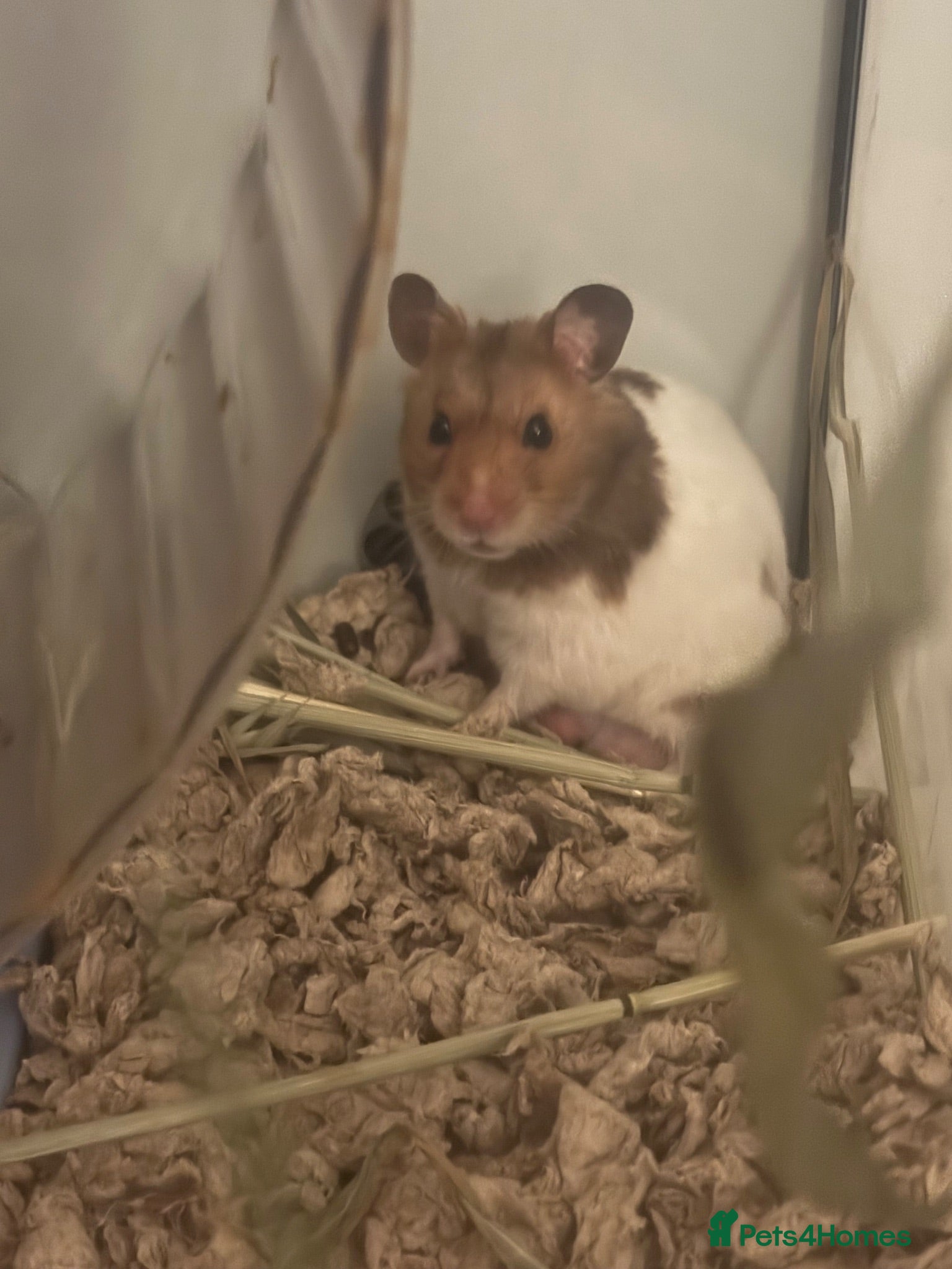 Hamster rodents Hamster needs new home - Advert 2