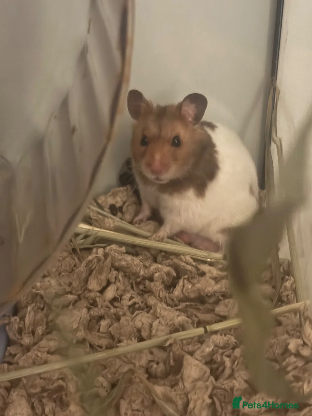 Hamster rodents for sale: Hamster needs new home - Advert 1
