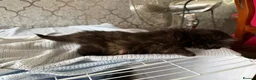 Mixed Breed cats for sale: 4 beautiful kittens for sale  - Advert 19
