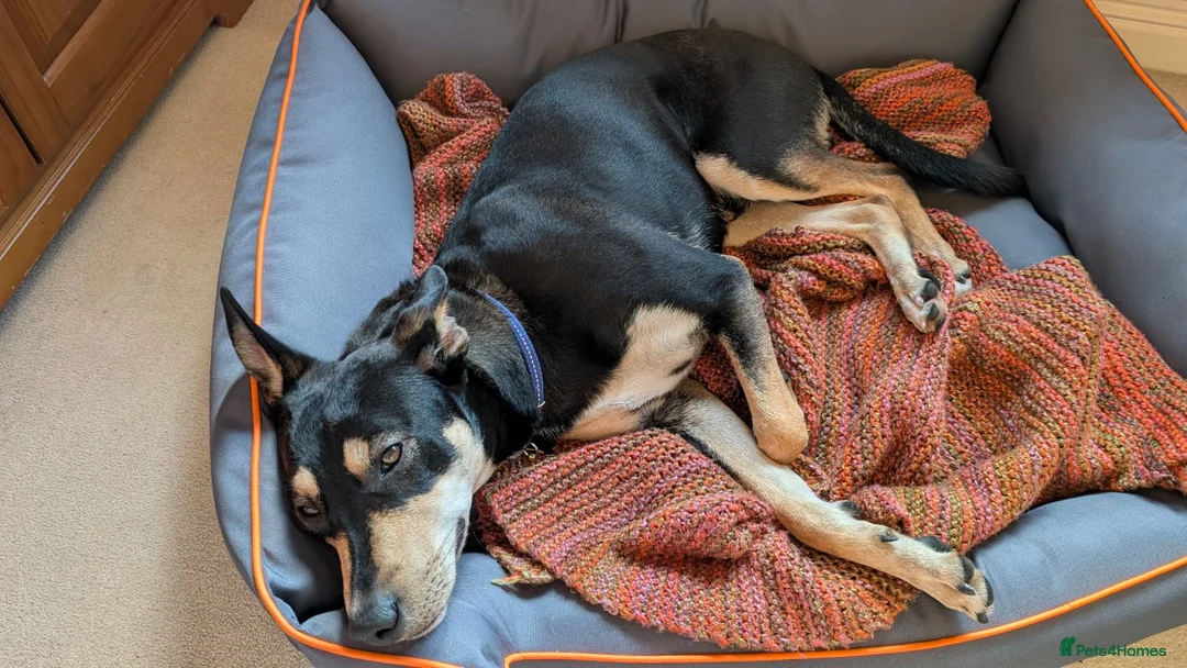 Mixed Breed dogs for adoption: Oreo - very sweet lad - Advert 19