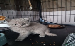 British Shorthair cats for sale: Lilac & Blue BSH Kittens Healthy GCCF Pedigree  - Image 14