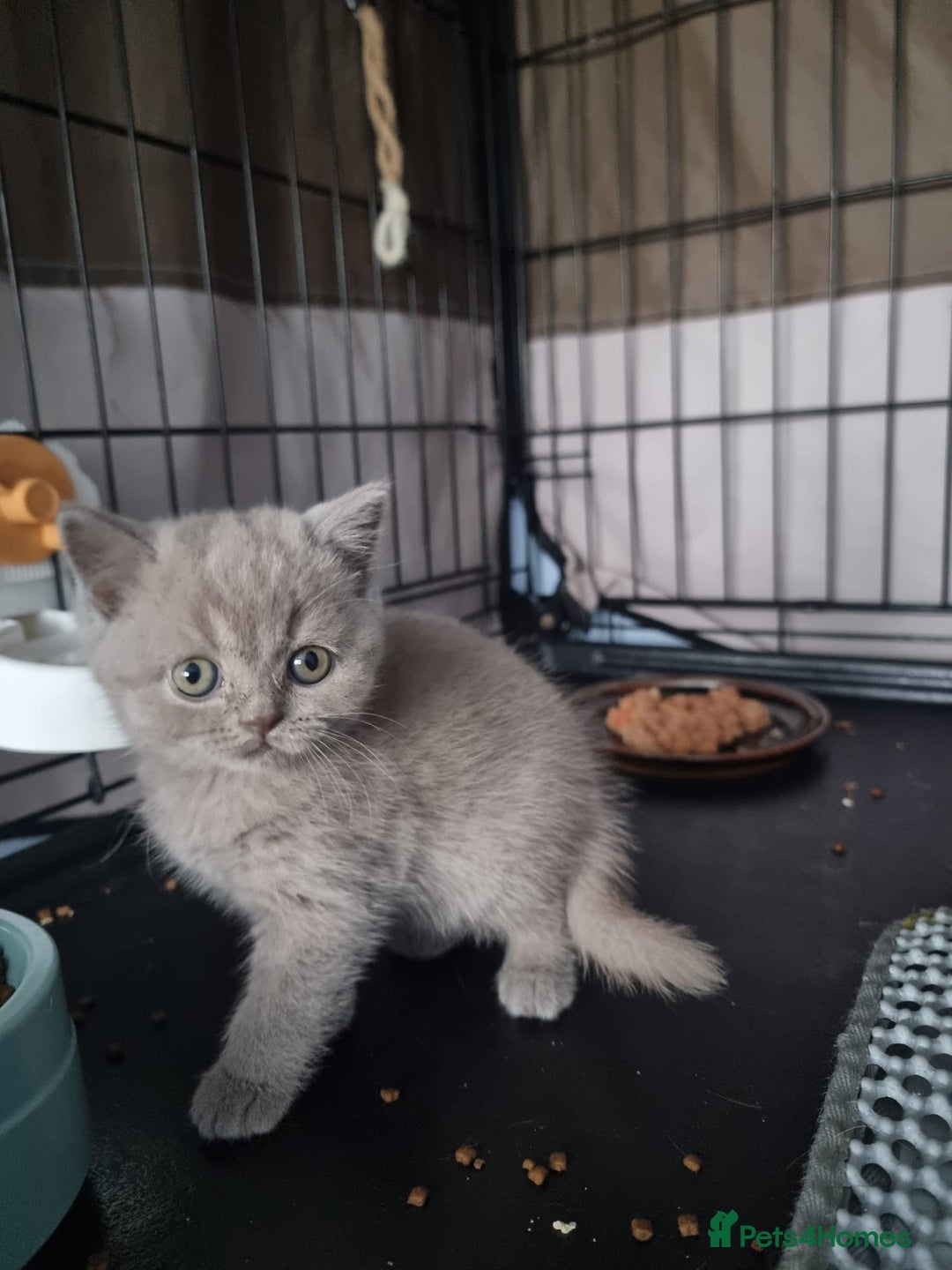 British Shorthair cats for sale: Lilac & Blue BSH Kittens Healthy GCCF Pedigree  - Image 14