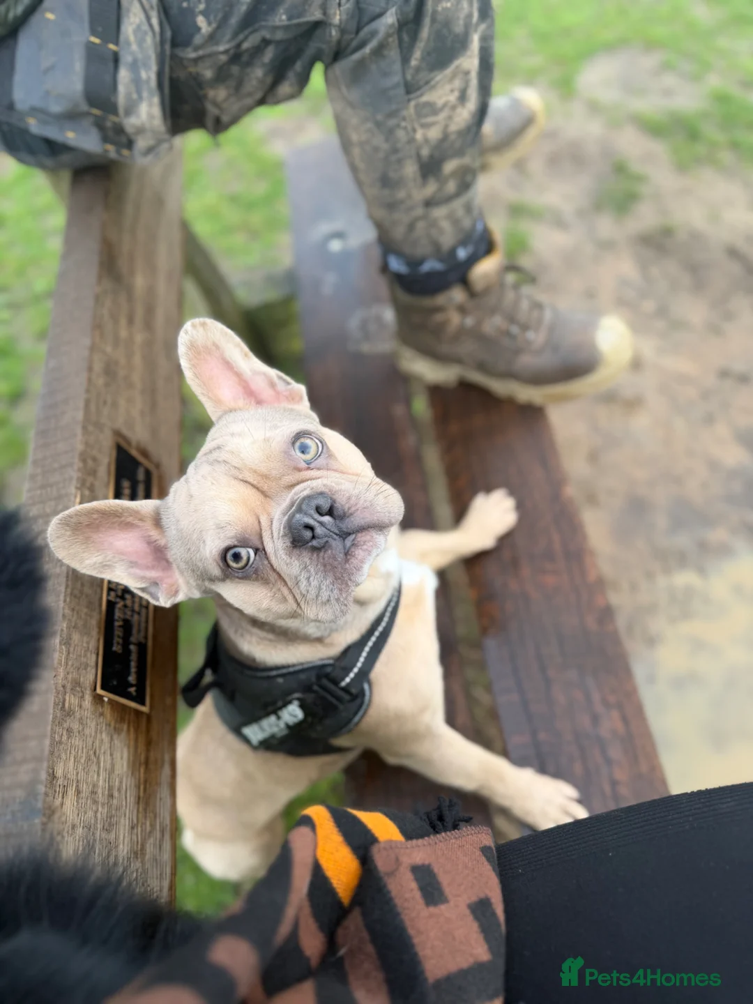 French Bulldog dogs for sale: 2 year old male French bulldog  in Wickford - Advert 3