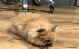 Lionhead rabbits for sale: Lionhead bunnies  - Image 5