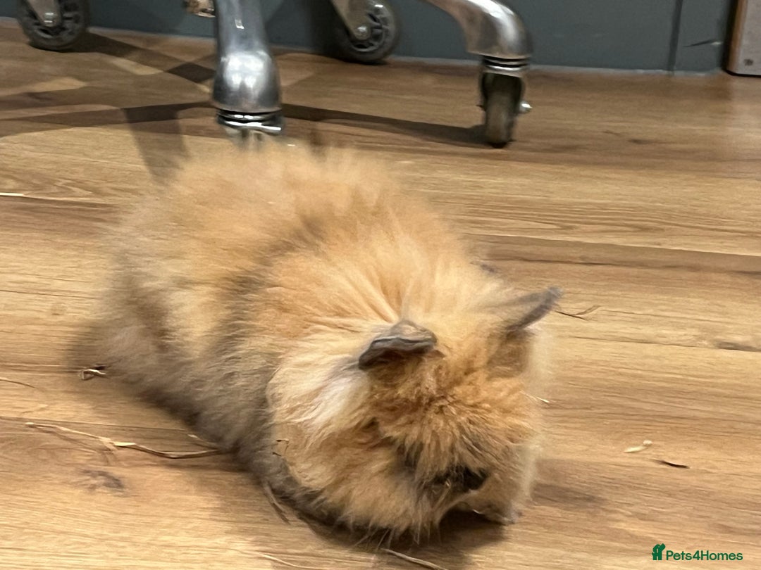 Lionhead rabbits for sale: Lionhead bunnies  - Image 5