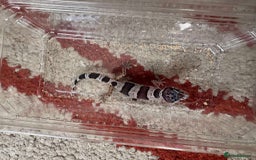 Leopard Gecko reptiles for sale: Leopard Geckos - Image 5