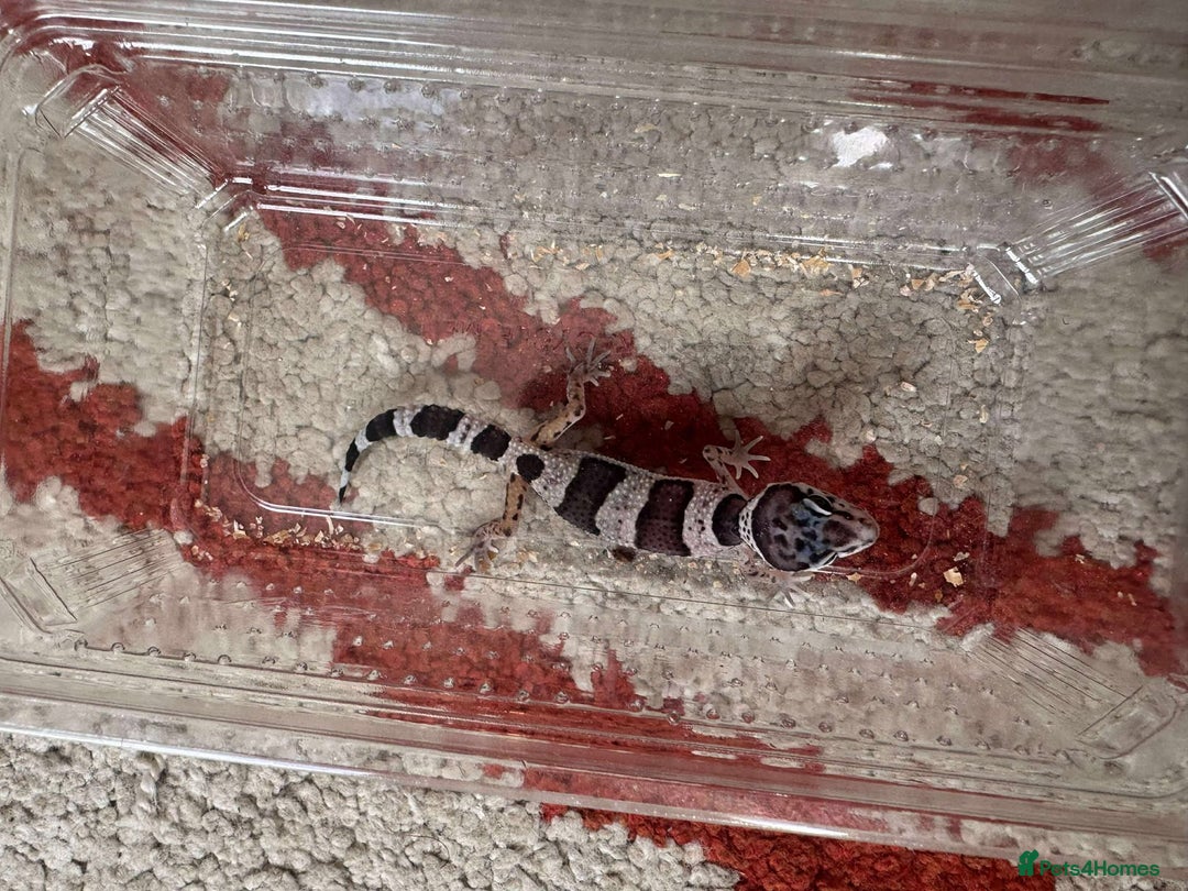 Leopard Gecko reptiles for sale: Leopard Geckos - Image 5