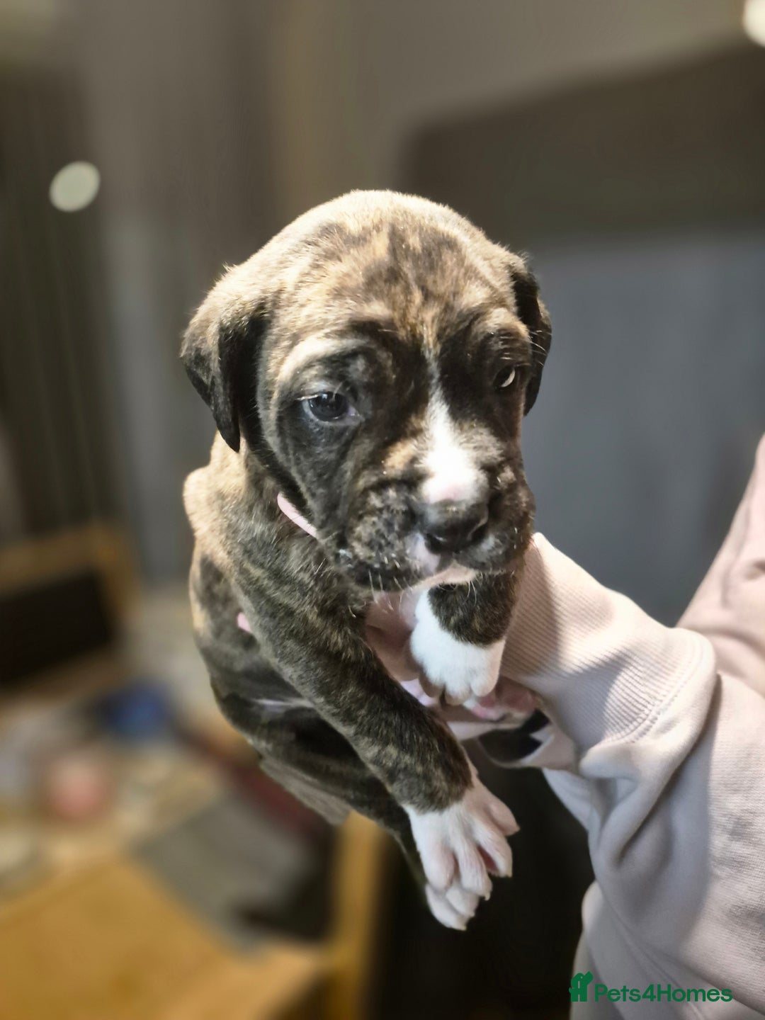 Cane Corso dogs for sale: Mum (3/4 cane corse) Dad (Full Cane corso)KANO - Advert 12