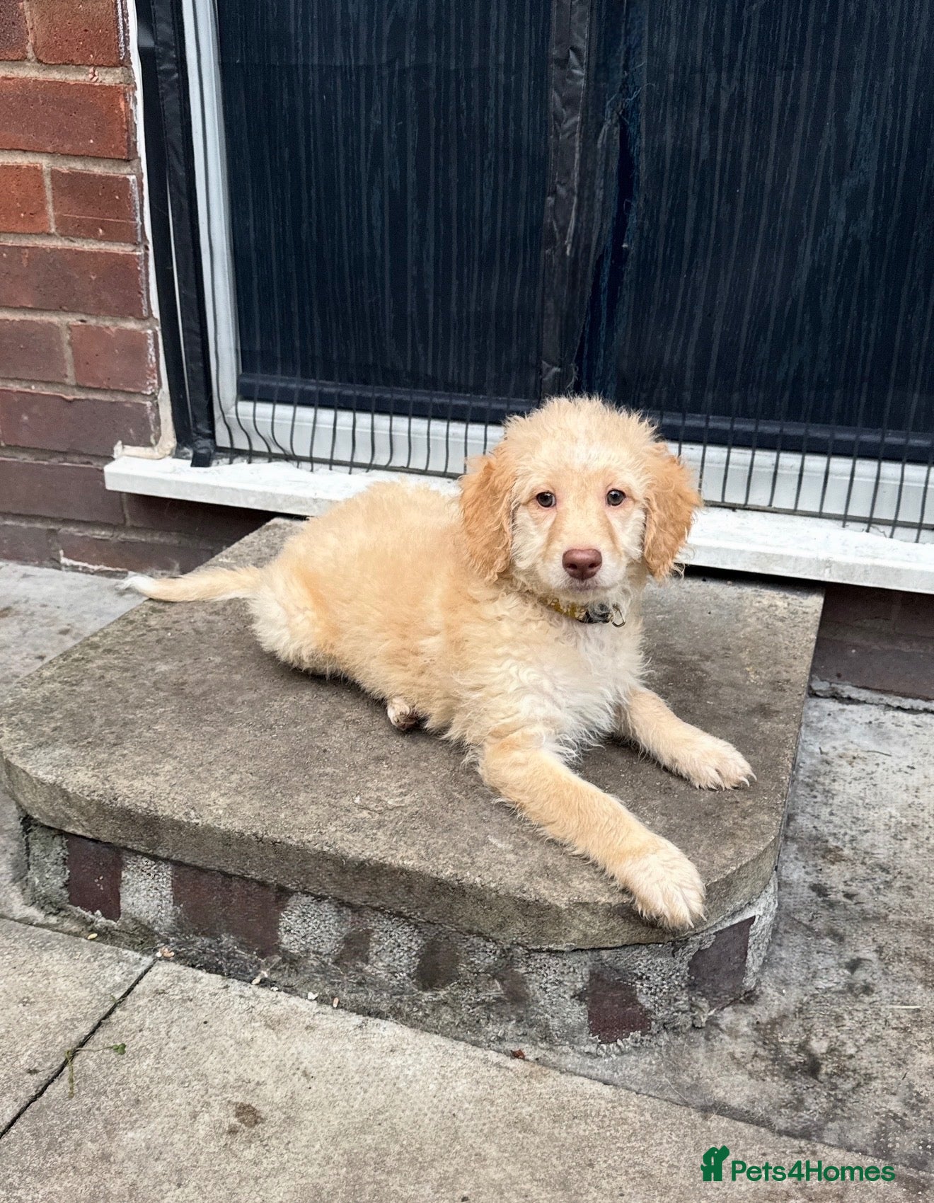 Mini Goldendoodle dogs LAST 1 MINI GOLDENDOODLE GIRL - Advert 2
