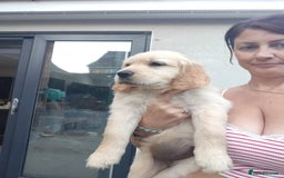 Golden Retriever dogs for sale: Golden retriever chunky pups  - Image 9