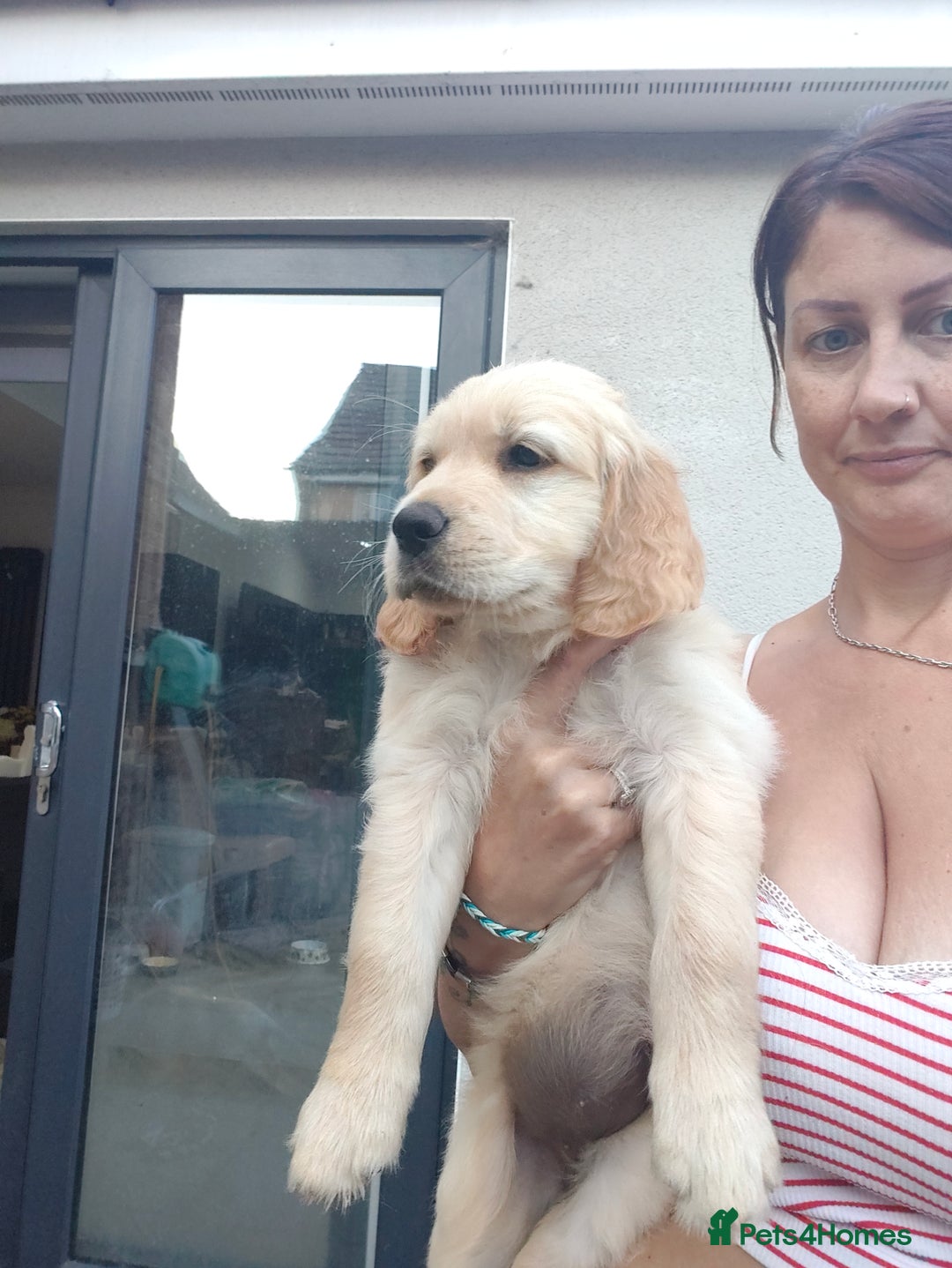 Golden Retriever dogs for sale: Golden retriever chunky pups  - Image 9