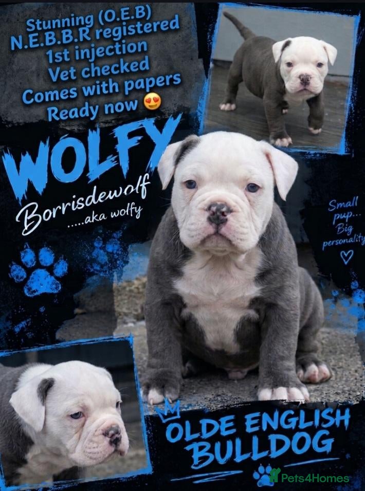 Dorset Olde Tyme Bulldogge dogs for sale: Oldeenglish puppies 🐶 - Advert 3
