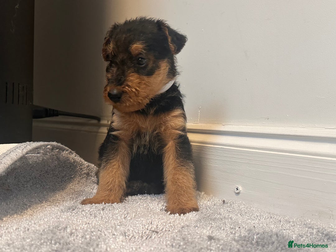 Airedale Terrier dogs for sale: Champion Coralita Airedale puppies  - Image 13