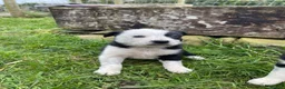 Mixed Breed dogs for sale: Gorgeous border collie cross puppies  in Llanrwst - Advert 6